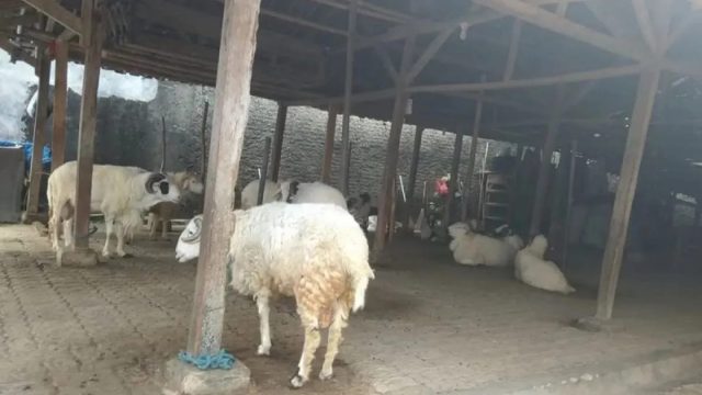 34 kelompok ternak Rakyat di Lebak Terima Bantuan Domba