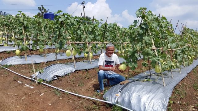 Seluas Empat Hektar Kadin siap Memanen Buah Melon