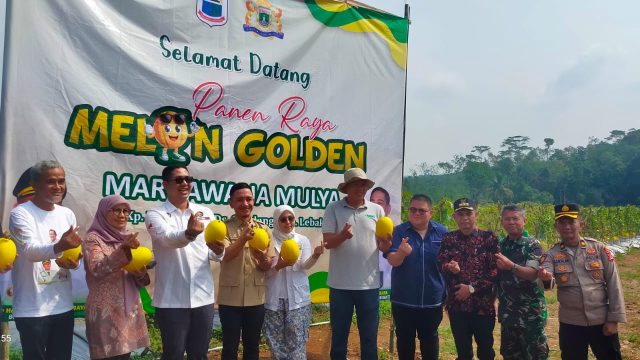 Panen Raya Melon Golden di Cileles, Langkah Nyata Dongkrak Ekonomi Petani