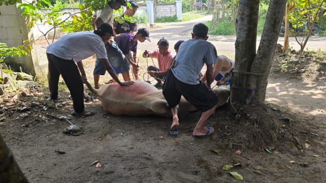 Maknai Sejarah Nabi Ibrahim AS, Bangun Media Grup Berbagi Hewan Kurban dari Polda Banten untuk Masyarakat Sekitar