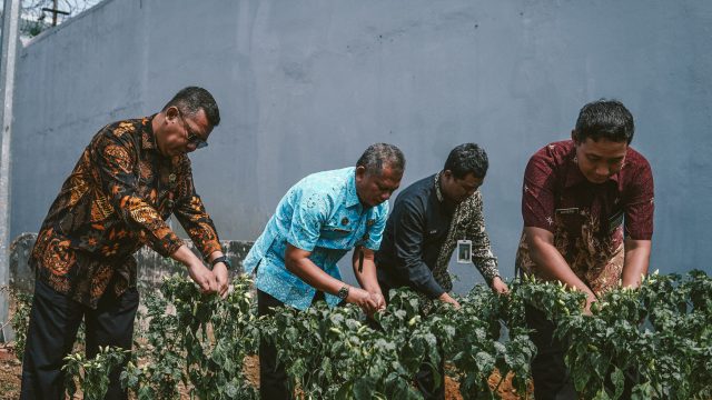 Panen Cabai di Lahan Rumah Dinas, Rutan Banjarnegara Dukung Ketahanan Pangan dan Penuhi Kebutuhan Bama