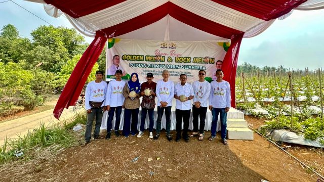 Dukung Ketahanan Pangan, Kadin Lebak Sukses Gelar Panen Raya Melon Premium Bersama Poktan Cilimus Mulya Sejahtera